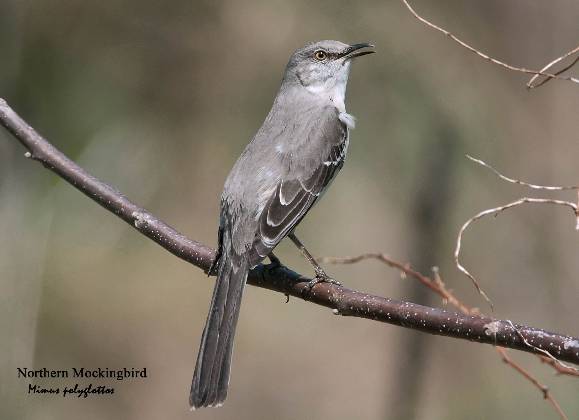 Northern Mockingbird - 2